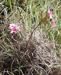 Oxalis pendulifolia