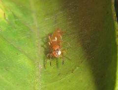 Myrmarachne ichneumon