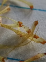 Dicranoloma robustum