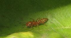 Myrmarachne ichneumon