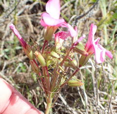 Oxalis pendulifolia