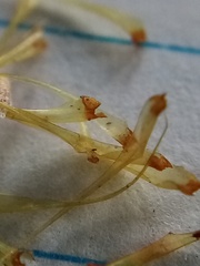 Dicranoloma robustum