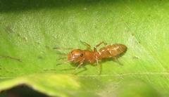 Myrmarachne ichneumon