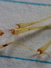 Dicranoloma robustum