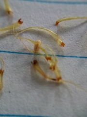 Dicranoloma robustum