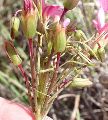 Oxalis pendulifolia