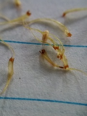 Dicranoloma robustum