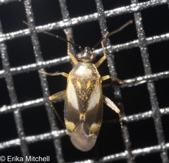 Plagiognathus obscurus