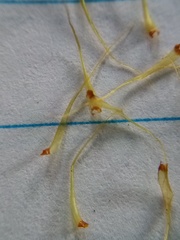 Dicranoloma robustum