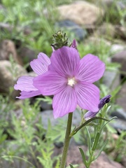 Sidalcea neomexicana