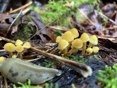 Mycena oregonensis