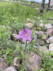 Sidalcea neomexicana