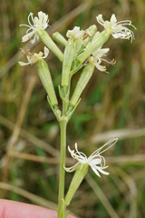 Silene multiflora