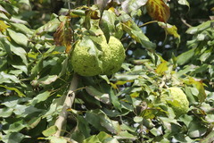 Maclura pomifera
