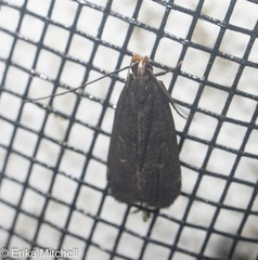 Dichomeris juncidella