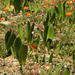 Haemanthus amarylloides polyanthus - Photo (c) Nick Helme, algunos derechos reservados (CC BY-SA), subido por Nick Helme