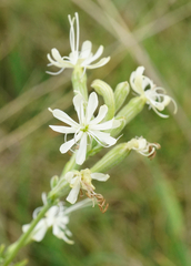 Silene multiflora