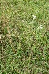 Silene multiflora