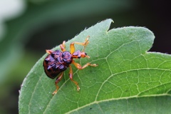 Agomadaranus