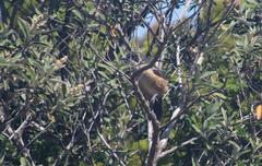 Laniarius ferrugineus ferrugineus