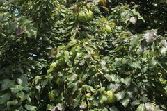 Maclura pomifera