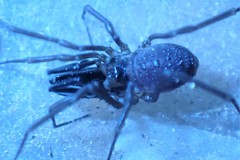 Oskoron spinosus