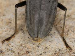 Neoplocaederus granulatus