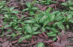 Dieffenbachia seguine
