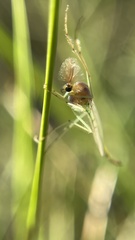 Chironomidae