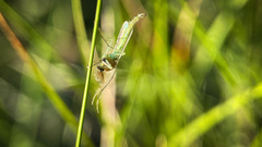 Chironomidae