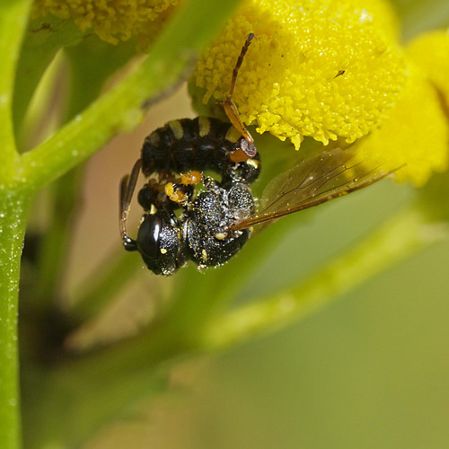 Five-banded Weevil-wasp