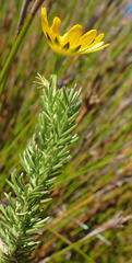Euryops pinnatipartitus
