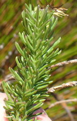 Euryops pinnatipartitus
