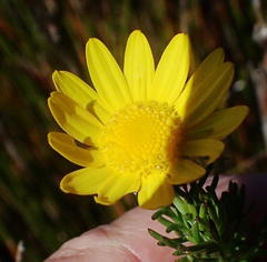 Euryops pinnatipartitus