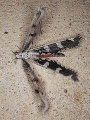 Crambomorphus namibicus