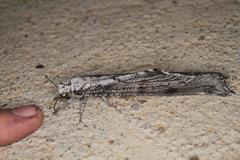 Crambomorphus namibicus