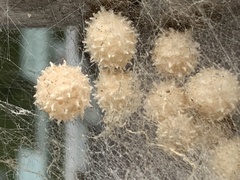 Latrodectus geometricus