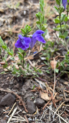 Scutellaria wrightii