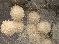 Latrodectus geometricus