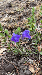 Scutellaria wrightii