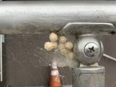 Latrodectus geometricus