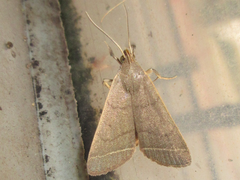 Simplicia rectalis