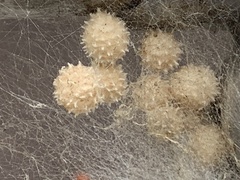 Latrodectus geometricus