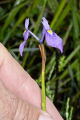 Moraea tripetala violacea