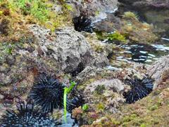 Stomopneustes variolaris