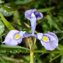 Moraea tripetala violacea