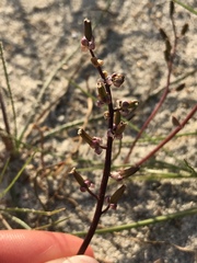 Triglochin barrelieri