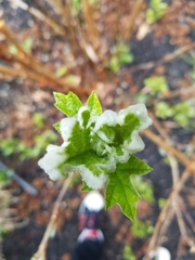 Hydrangea quercifolia