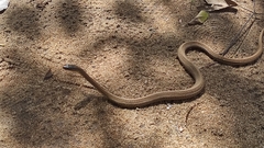 Thamnophis proximus rutiloris