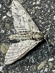 Ceratomia undulosa